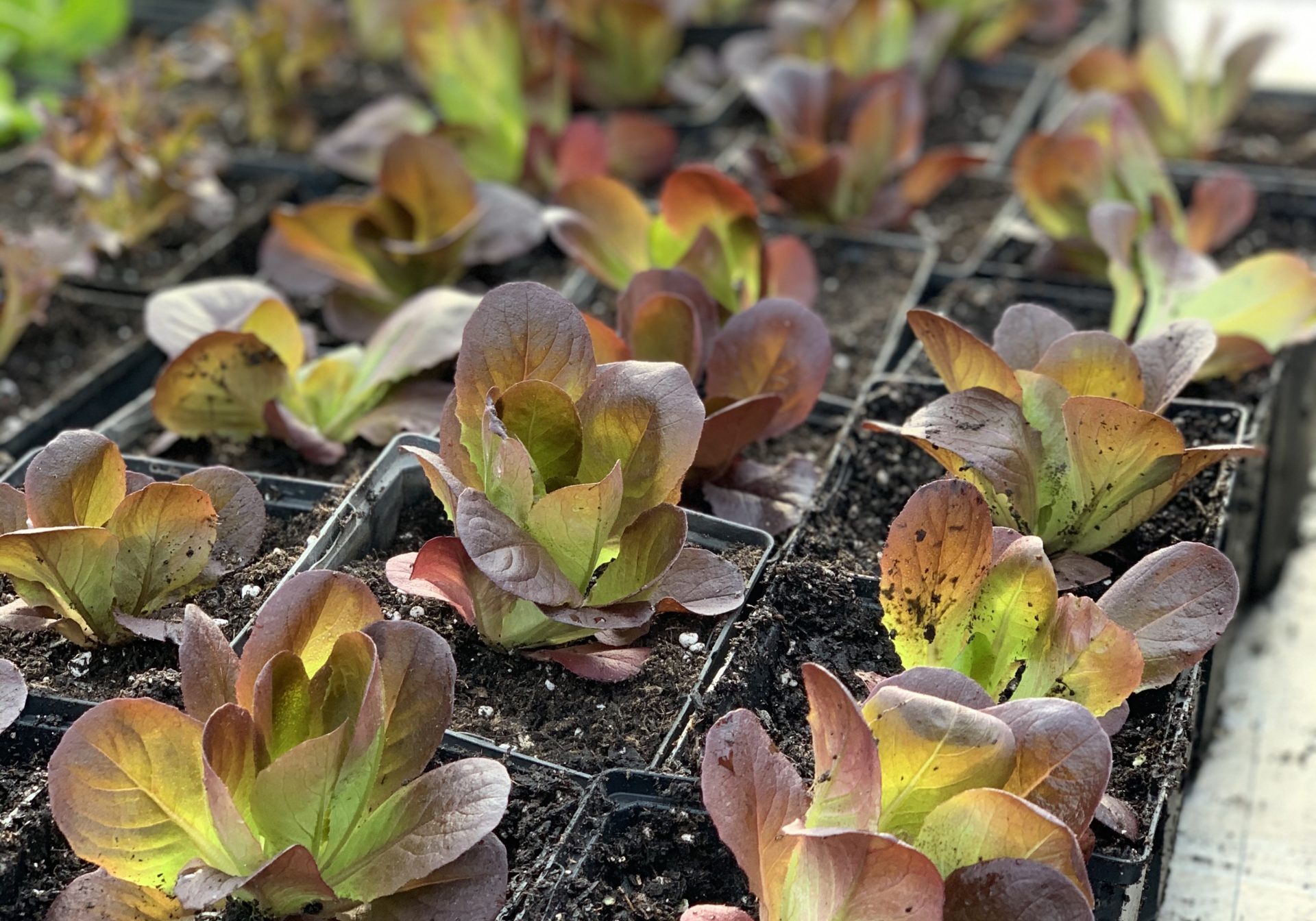 Growing more lettuce in the greenhouse.